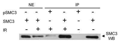 Immunoprecipitation: SMC3 [p Ser383] Antibody [NB100-208] - Immunoprecipitation of Human Phospho SMC3 (Ser383). Samples: Nuclear extracts (50 ug) from HeLa cells that were irradiated with 10 Gy of ionizing radiation or mock irradiated. Antibodies: Rabbit anti-SMC3 pSer383 NB100-208 was used at 4 ug/mg lysate to IP phospho SMC3 (Ser383). Rabbit anti-SMC3 NB100-208 was used at 4 ug/mg lysate for IP and at 0.5 ug/ml for WB. Detection: Chemiiluminescence.